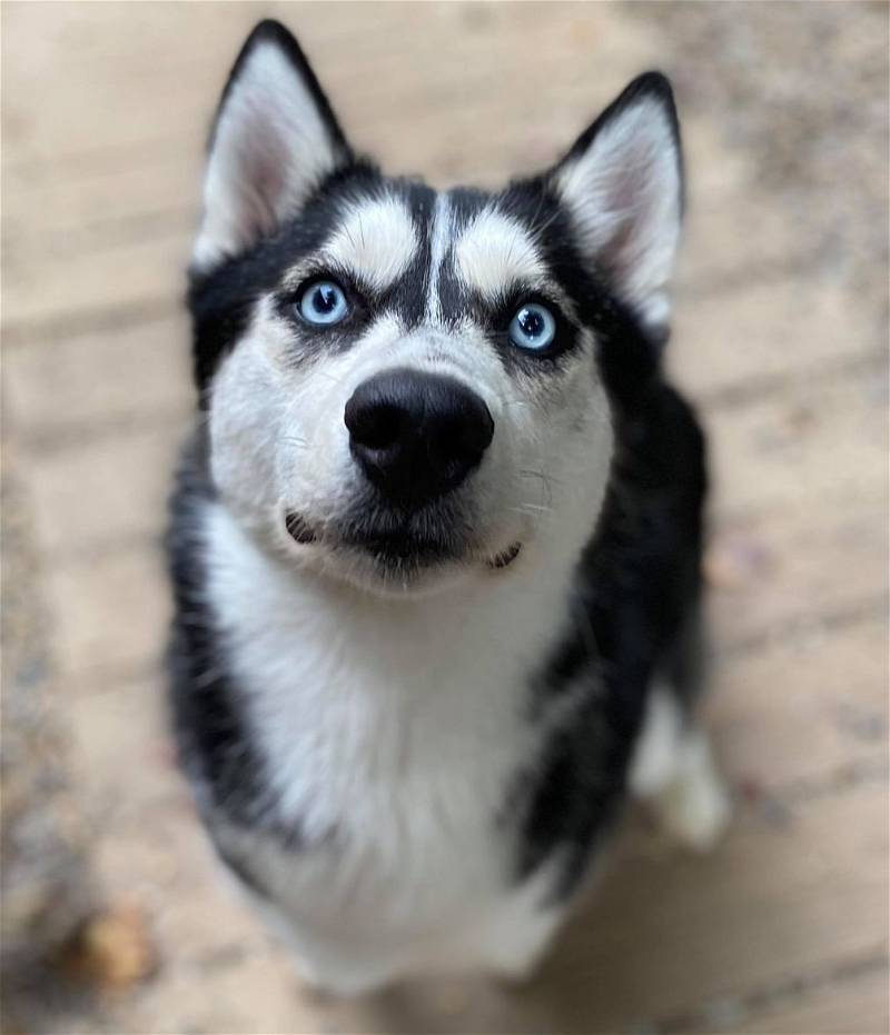 Sage, a Adoptable Siberian Husky in Matawan, NJ image 2/2