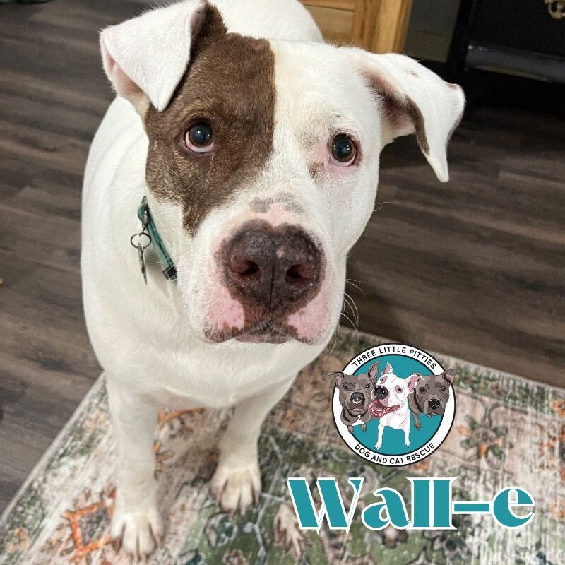 Dog for adoption Walle The Tater Trotter, an American Bulldog