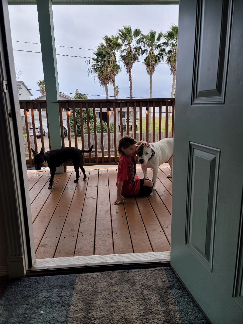 Dog for adoption Walle The Tater Trotter, an American Bulldog