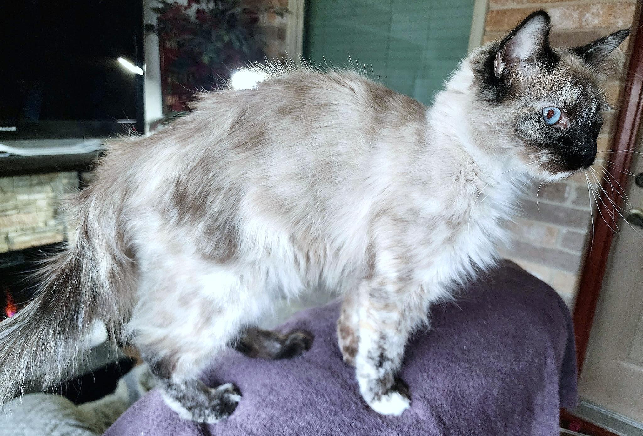 Enlarge Weaver, a ADOPTABLE mixed breed in Converse, TX image 2/6