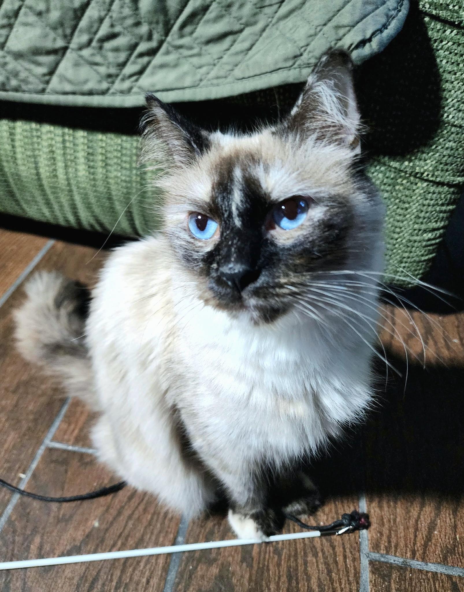 Enlarge Weaver, a ADOPTABLE mixed breed in Converse, TX image 5/6