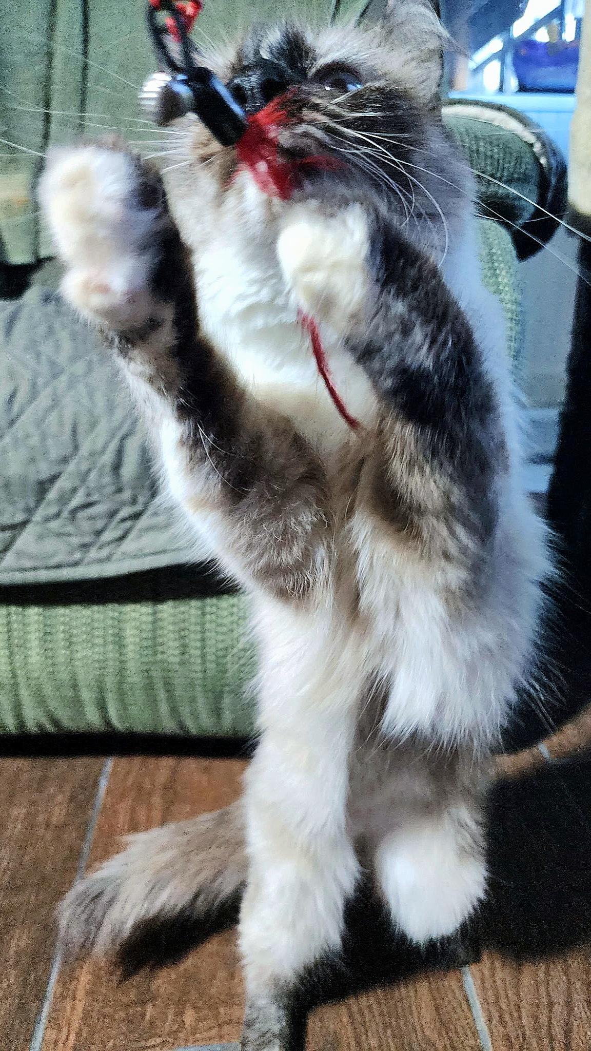 Enlarge Weaver, a ADOPTABLE mixed breed in Converse, TX image 4/6