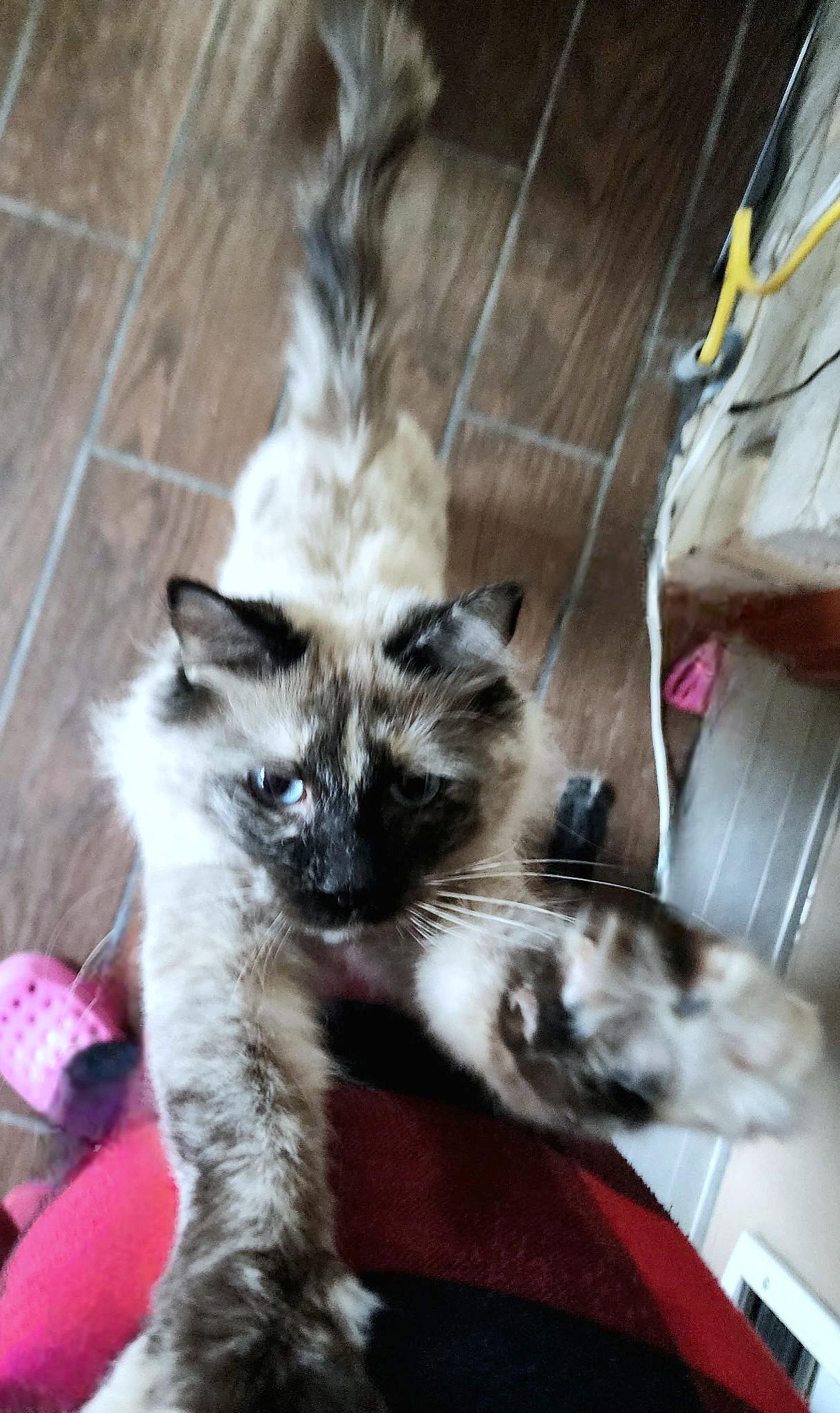 Enlarge Weaver, a ADOPTABLE mixed breed in Converse, TX image 3/6