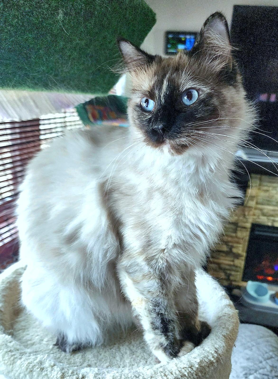 Weaver, ADOPTABLE, Young Female Ragdoll.