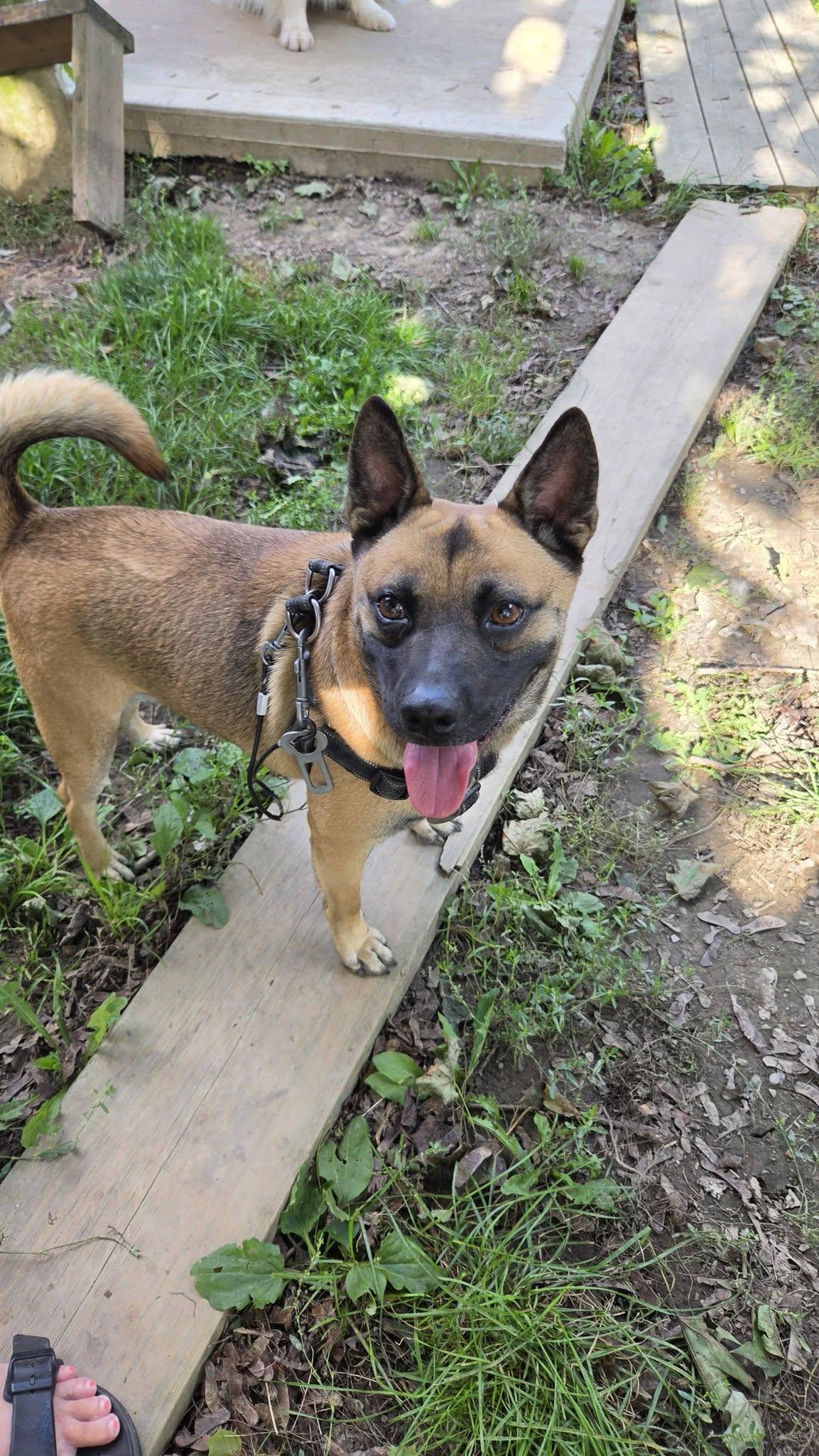 Enlarge Buzz, a ADOPTABLE mixed breed in Woodstock, ON image 2/5