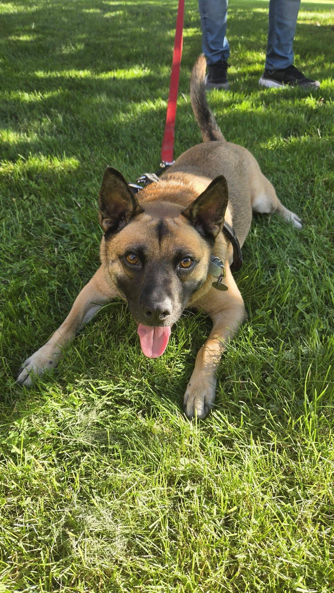 Enlarge Buzz, a ADOPTABLE mixed breed in Woodstock, ON image 1/5