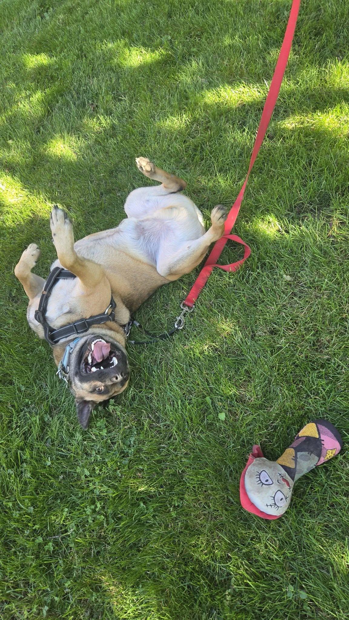 Enlarge Buzz, a ADOPTABLE mixed breed in Woodstock, ON image 5/5