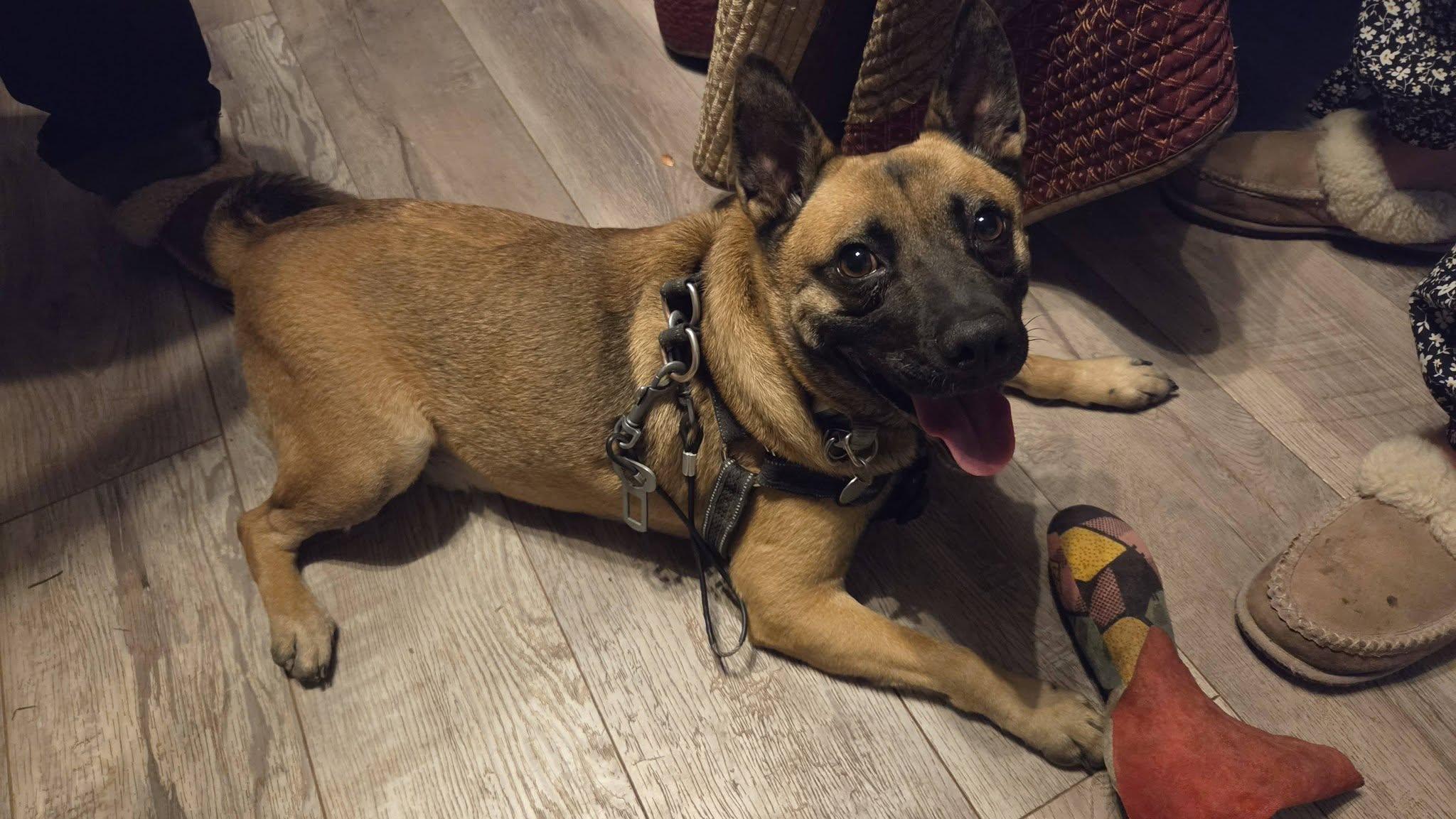 Enlarge Buzz, a ADOPTABLE mixed breed in Woodstock, ON image 4/5
