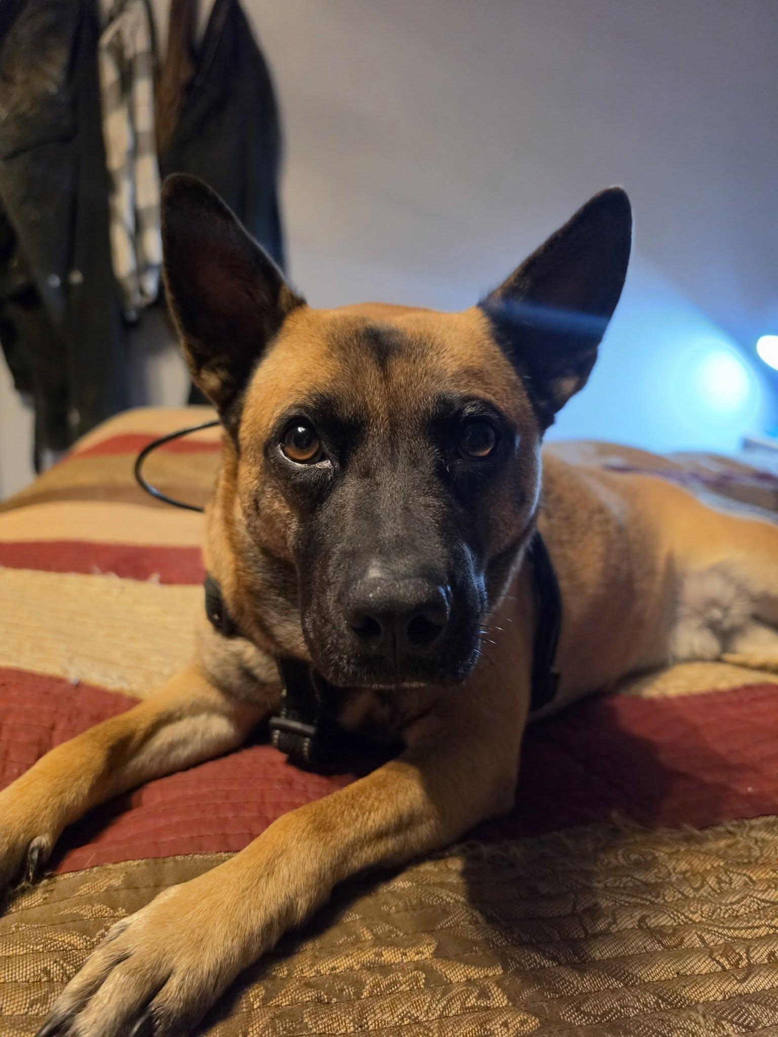 Enlarge Buzz, a ADOPTABLE mixed breed in Woodstock, ON image 3/5