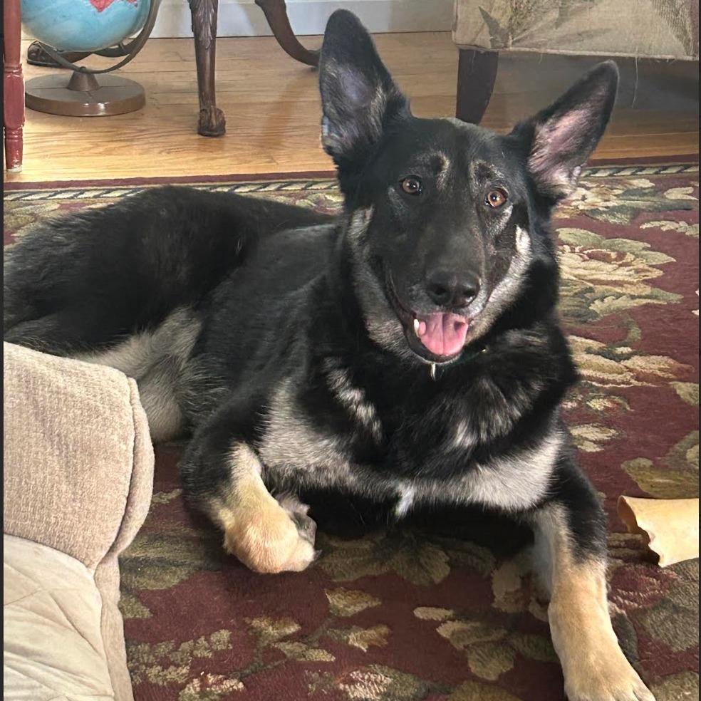 Ashlyn, a Adoptable German Shepherd Dog in Stagecoach, NV image 1/5
