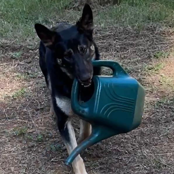 Ashlyn, a Adoptable German Shepherd Dog in Stagecoach, NV image 2/5