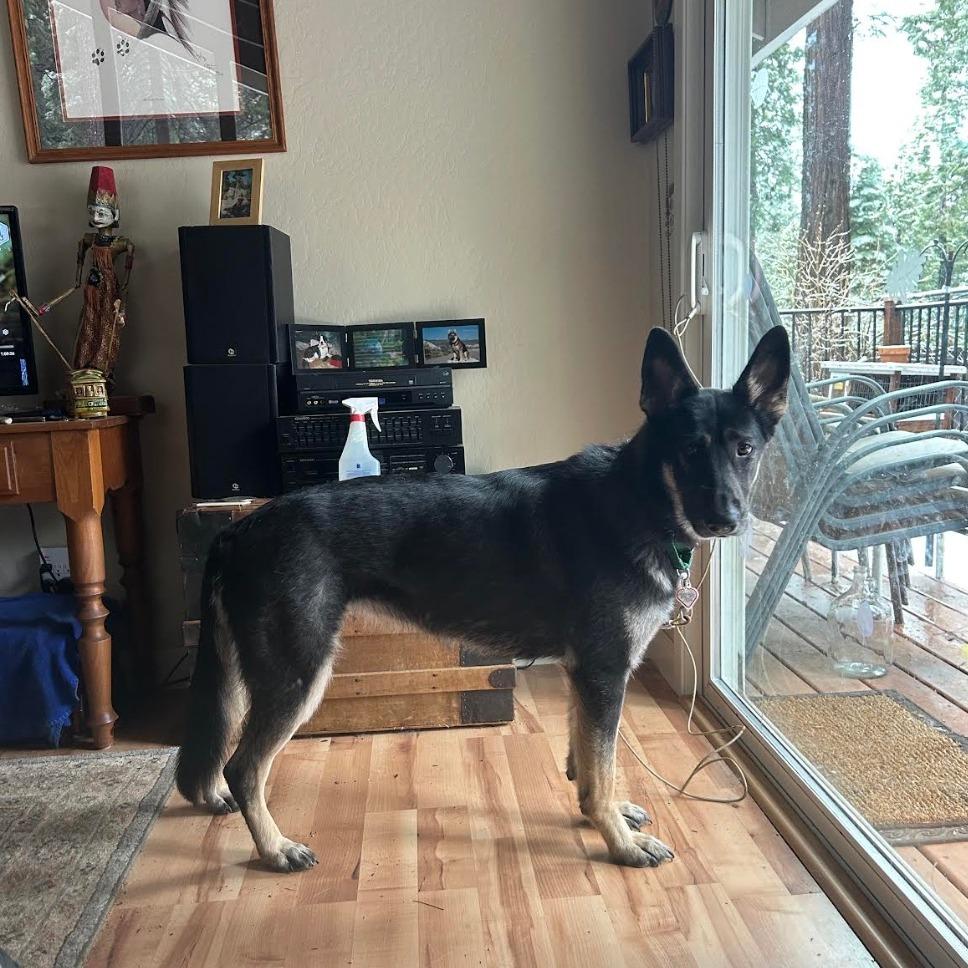 Ashlyn, a Adoptable German Shepherd Dog in Stagecoach, NV image 3/5