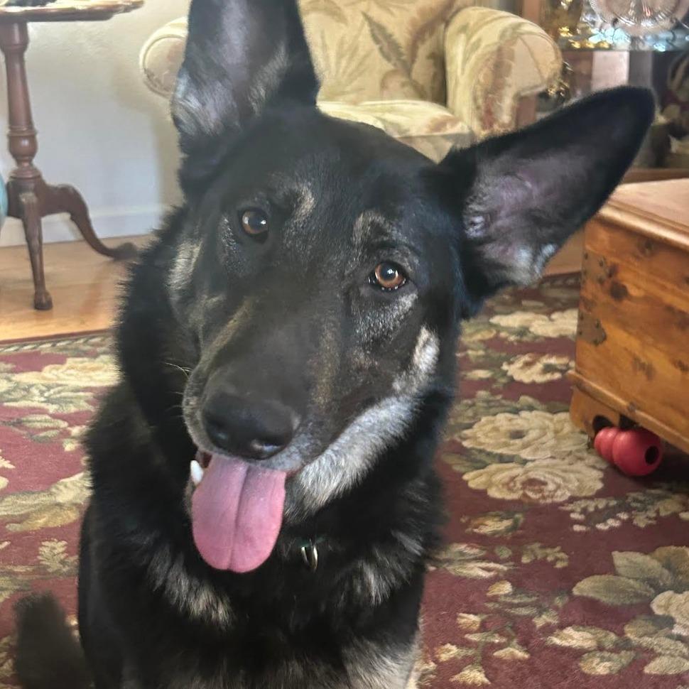 Ashlyn, a Adoptable German Shepherd Dog in Stagecoach, NV image 4/5