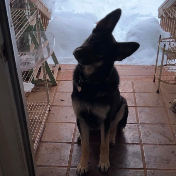 Ashlyn, a Adoptable German Shepherd Dog in Stagecoach, NV image 5/5