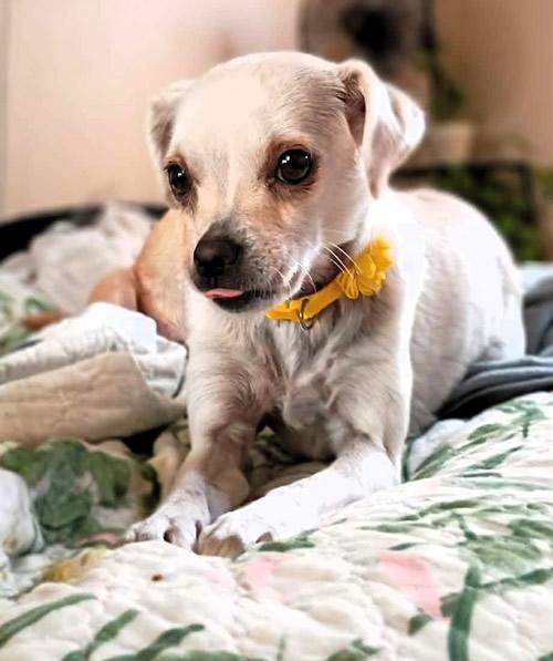 Aunt May Pawrker, ADOPTABLE, Young Female Chihuahua & Terrier.