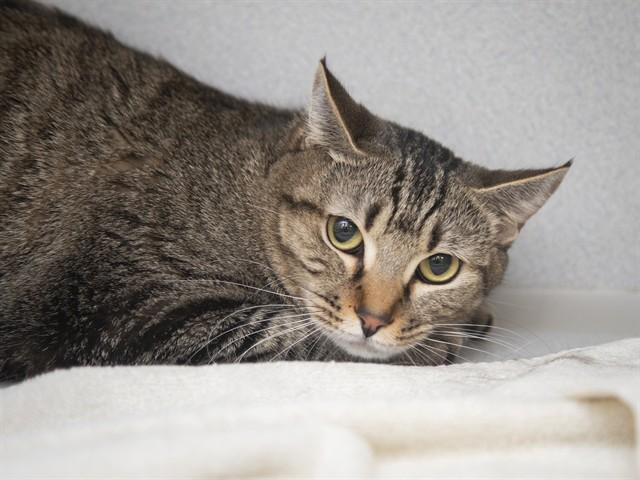 Enlarge HUFF, a Adoptable American Shorthair in Phoenix, AZ image 1/1