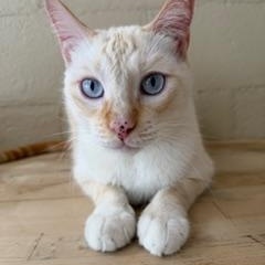 Poncho, ADOPTABLE, Adult Male Siamese & Domestic Short Hair.