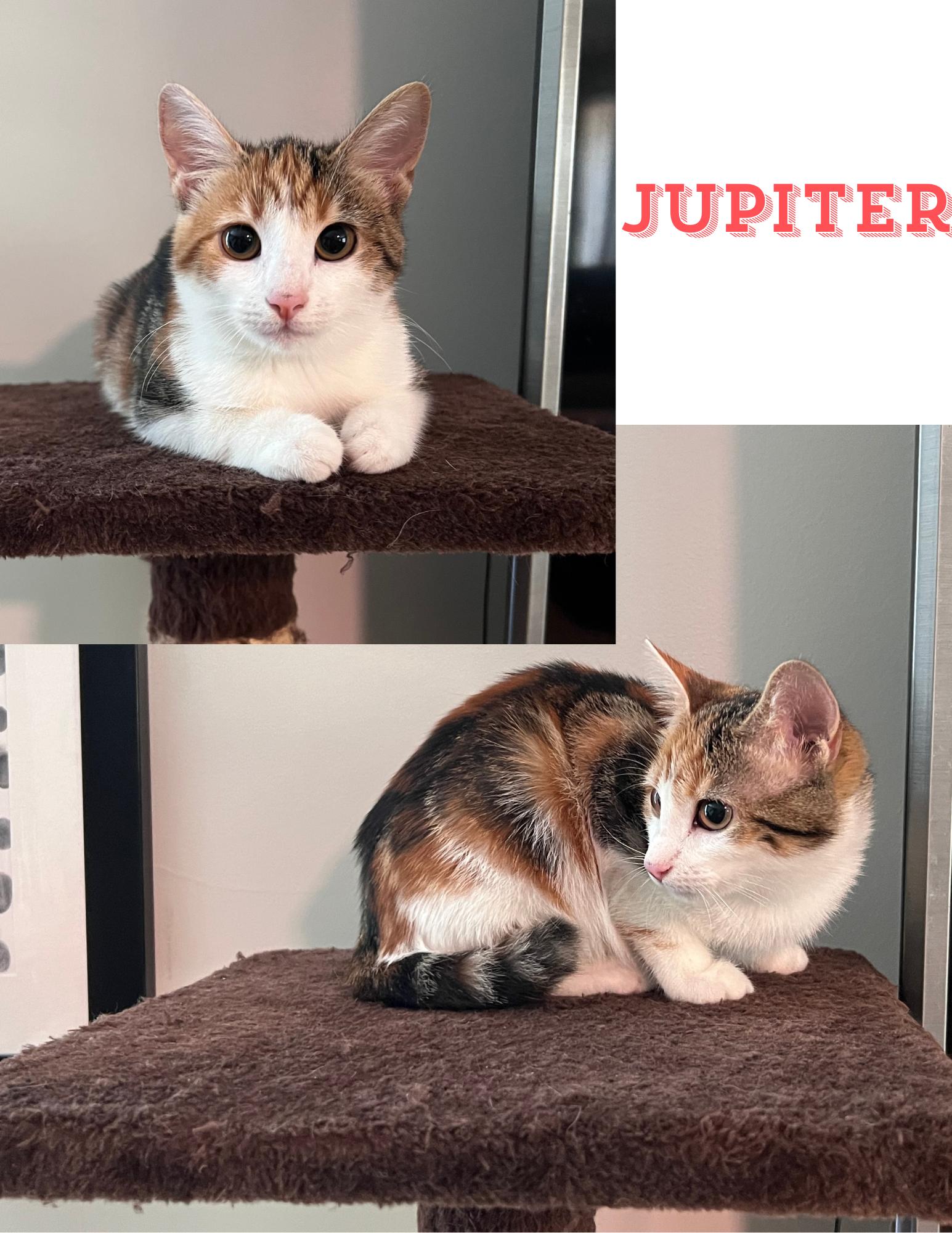 Enlarge Jupiter, a Adopted Domestic Short Hair in Sweetwater, TN image 1/1