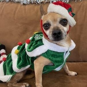 JOY PFR-A-574, Adoptable, Senior Female Chihuahua.
