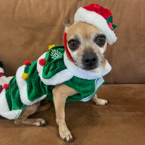 Enlarge JOY PFR-A-574, a Adoptable Chihuahua in Indiantown, FL image 2/5