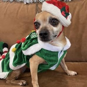 Enlarge JOY PFR-A-574, a Adoptable Chihuahua in Indiantown, FL image 4/5