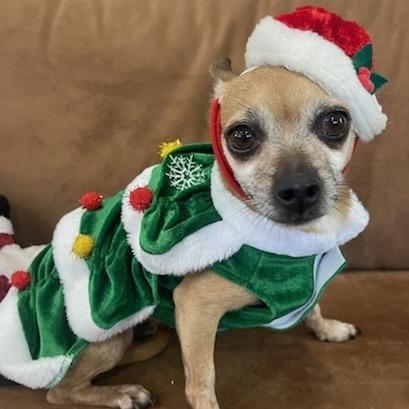 Enlarge JOY PFR-A-574, a Adoptable Chihuahua in Indiantown, FL image 5/5