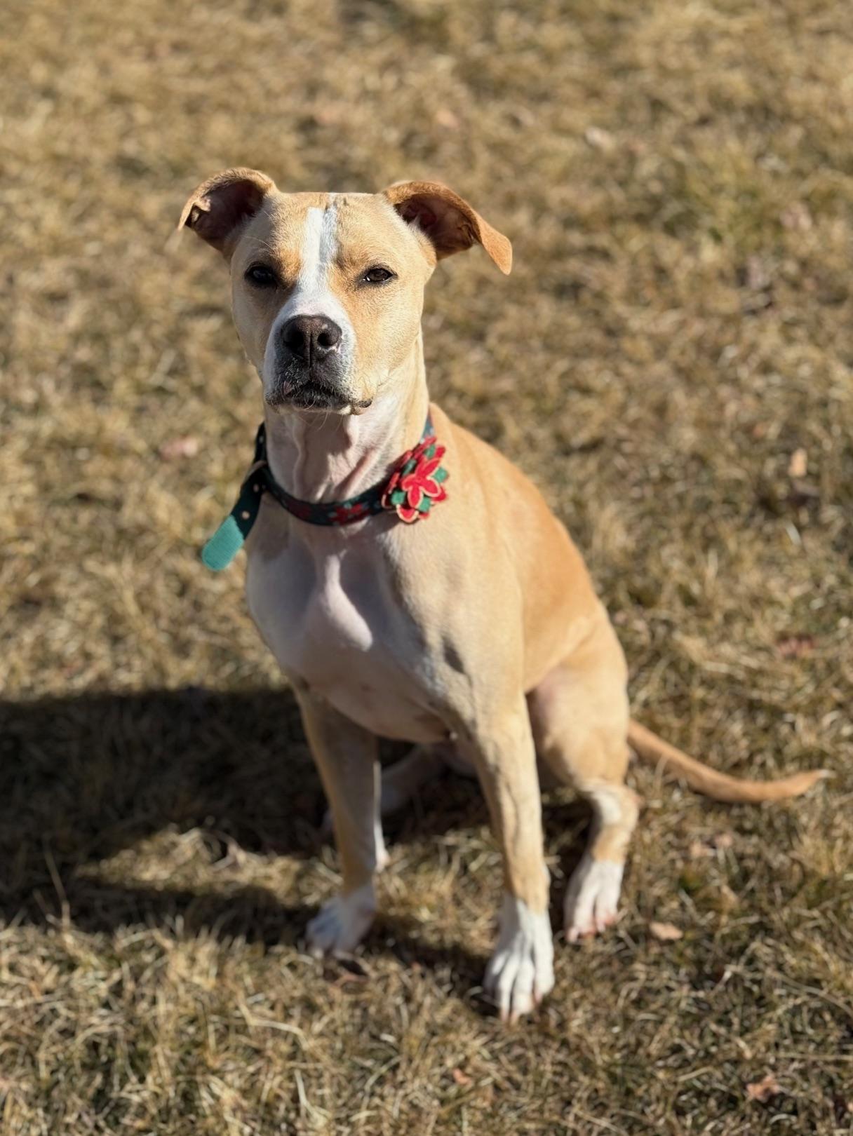 Ashleigh, an adoptable mixed breed in Eagle, CO image 3/6