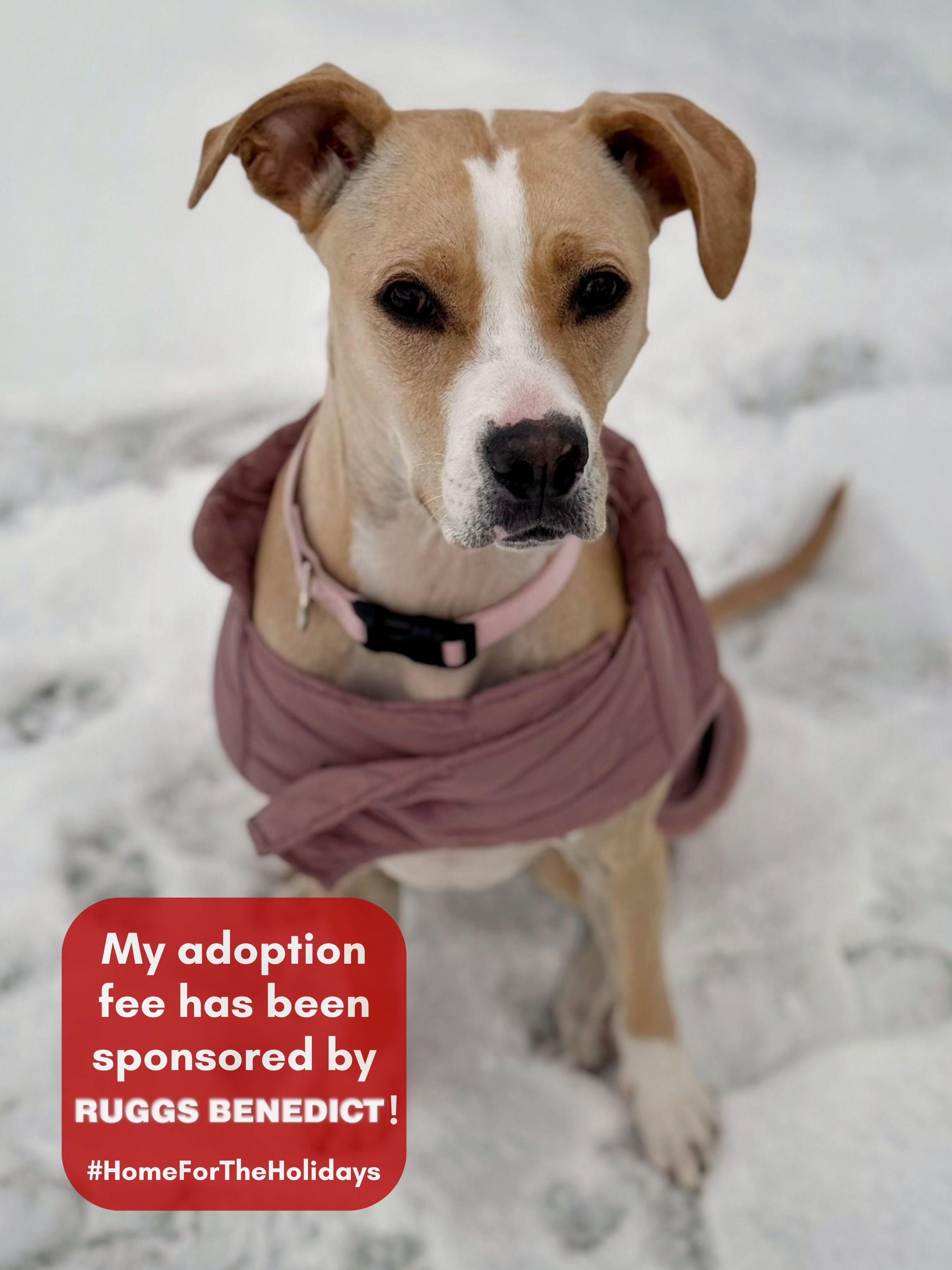 Ashleigh, an adoptable mixed breed in Eagle, CO image 1/6