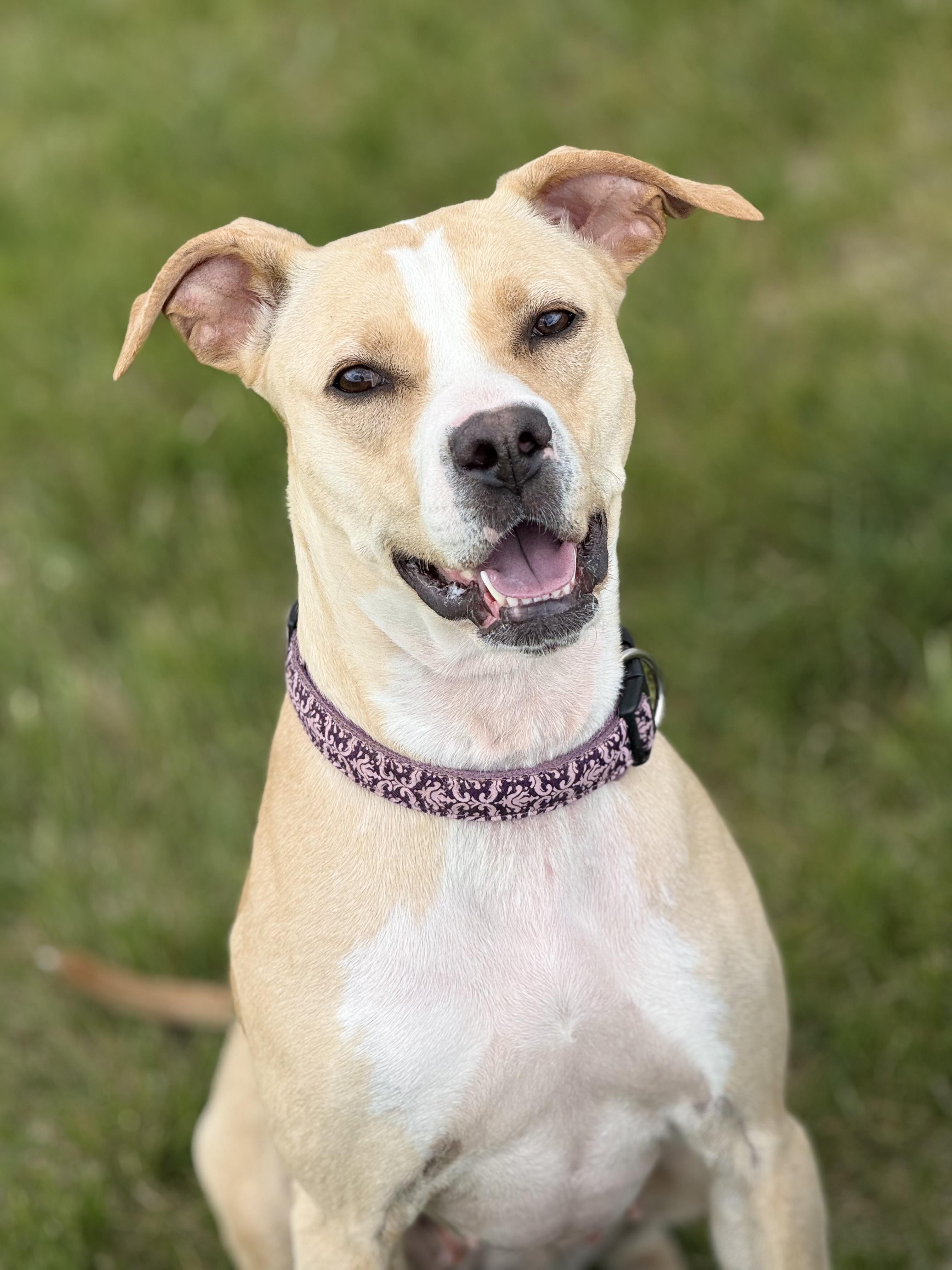 Ashleigh, an adoptable mixed breed in Eagle, CO image 6/6