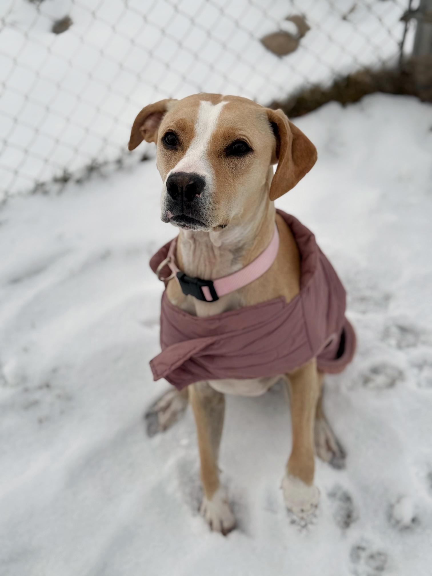 Enlarge Ashleigh, an adoptable mixed breed in Eagle, CO image 5/6