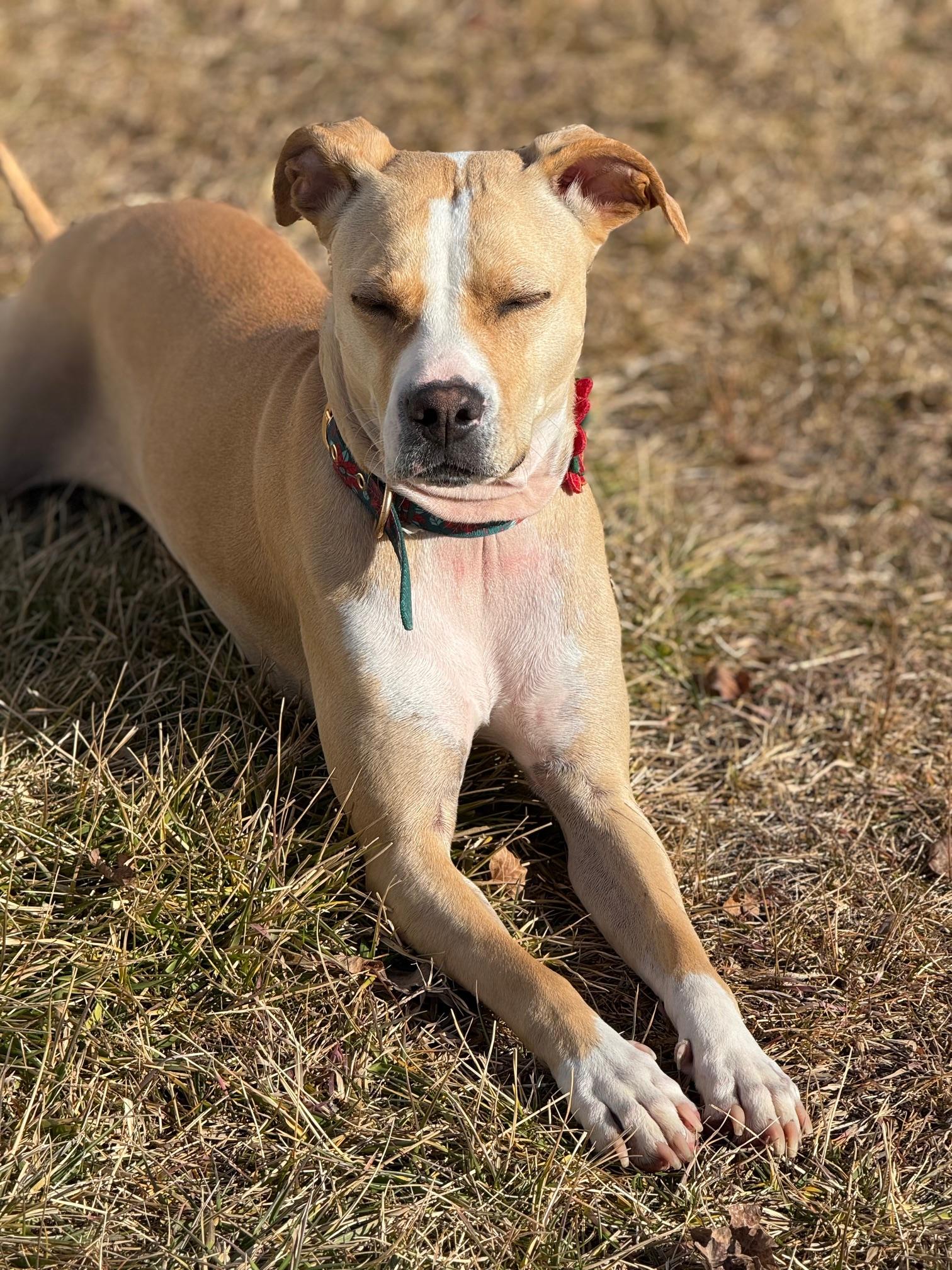 Ashleigh, an adoptable mixed breed in Eagle, CO image 2/6