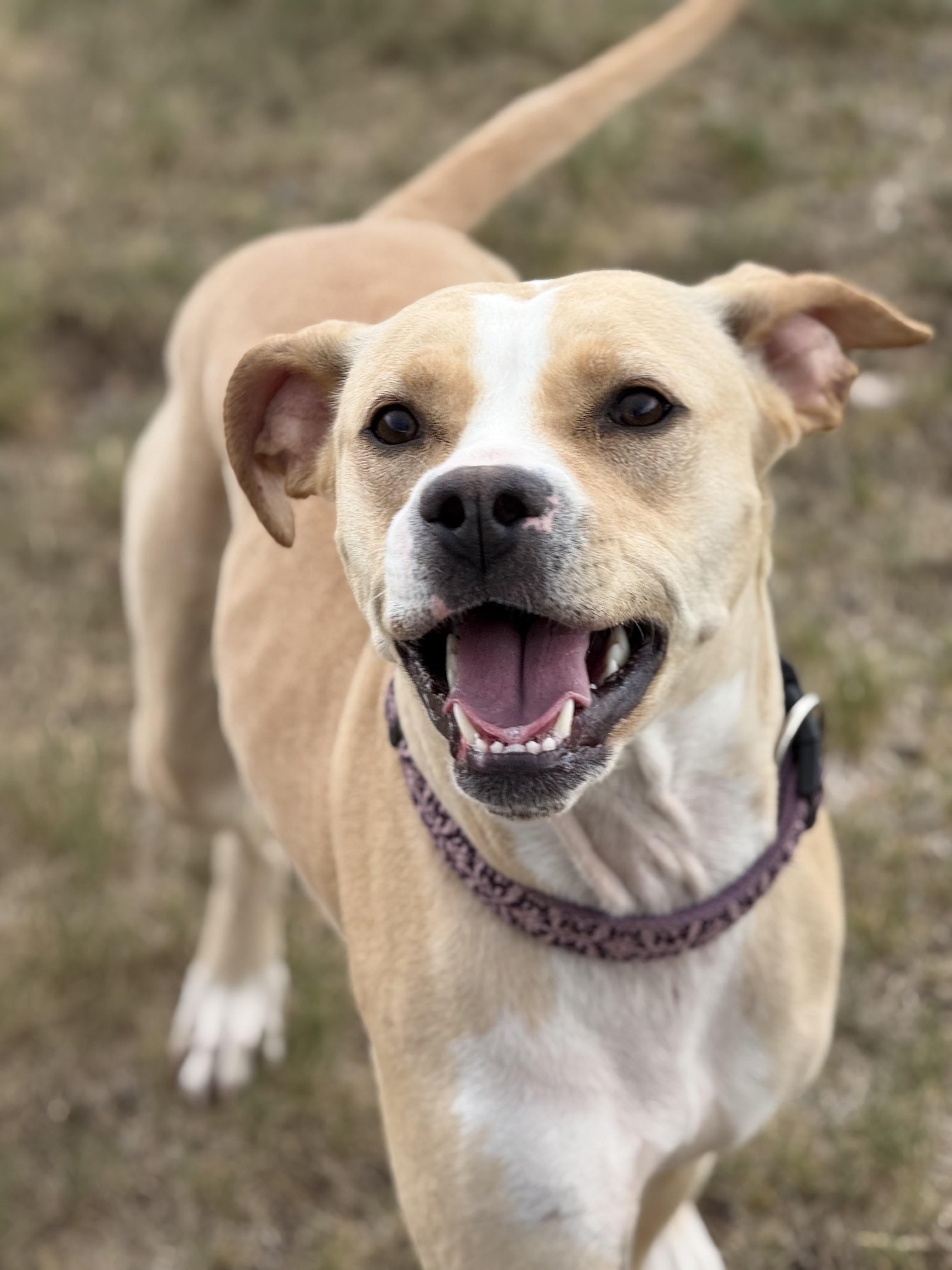 Ashleigh, adoptable, Adult Female Pit Bull Terrier & Mixed Breed.