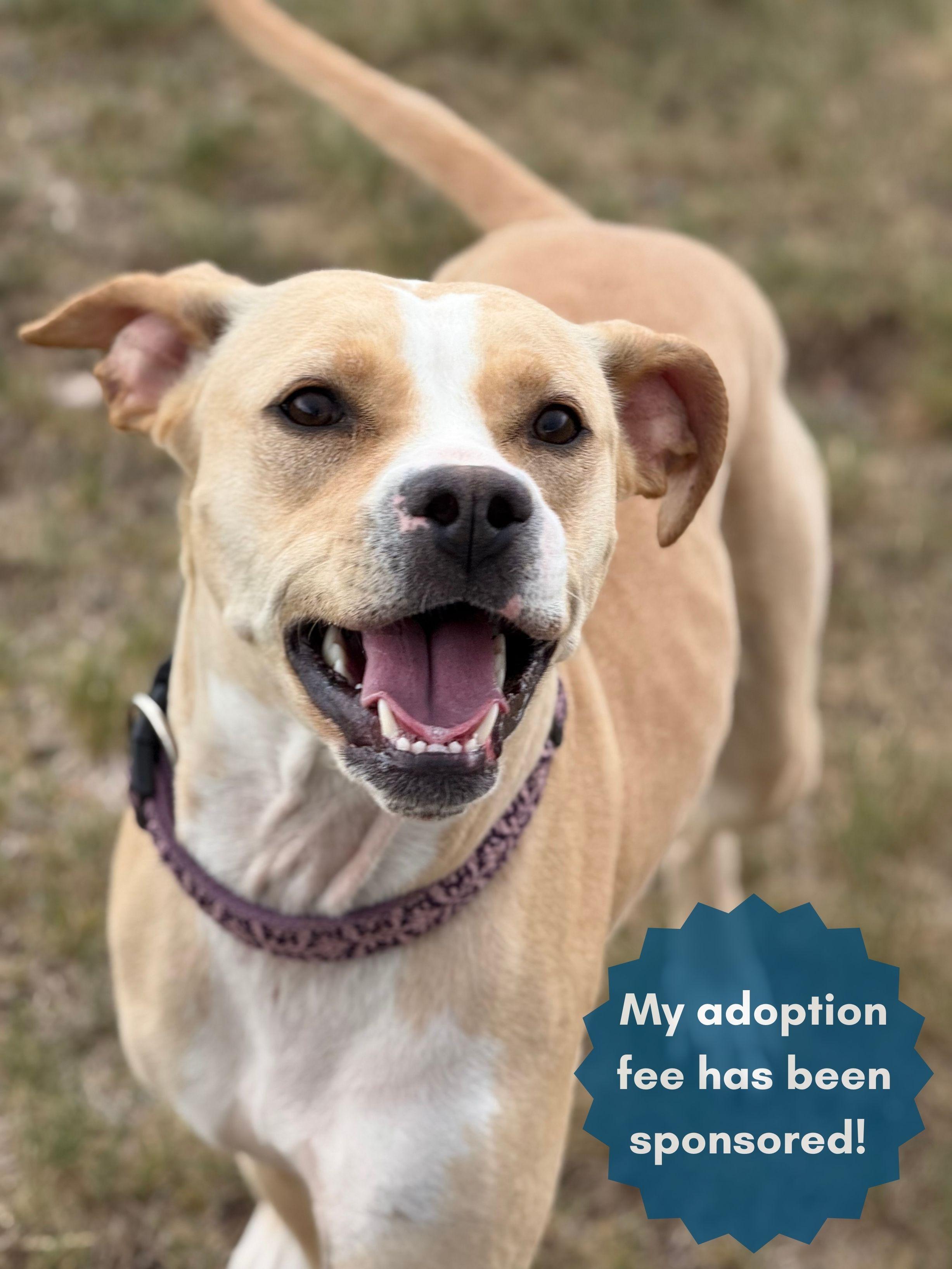 Ashleigh, an adopted mixed breed in Eagle, CO image 1/6