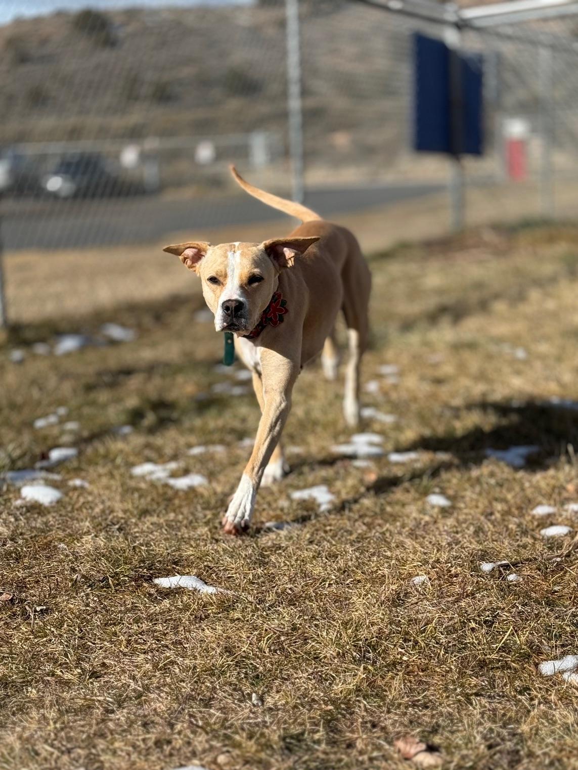 Ashleigh, an adoptable mixed breed in Eagle, CO image 4/6