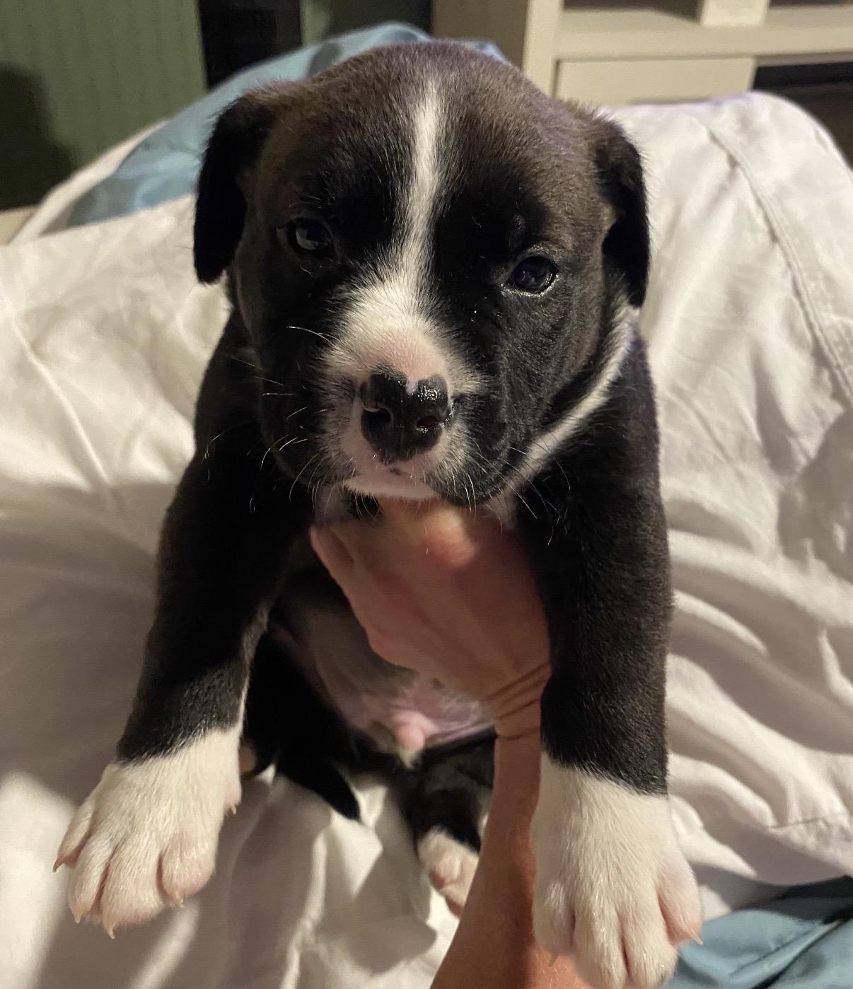 Cooper, a ADOPTABLE mixed breed in Walker, LA image 2/3