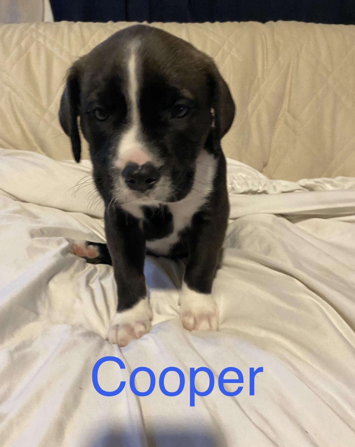 Cooper, a ADOPTABLE mixed breed in Walker, LA image 1/3