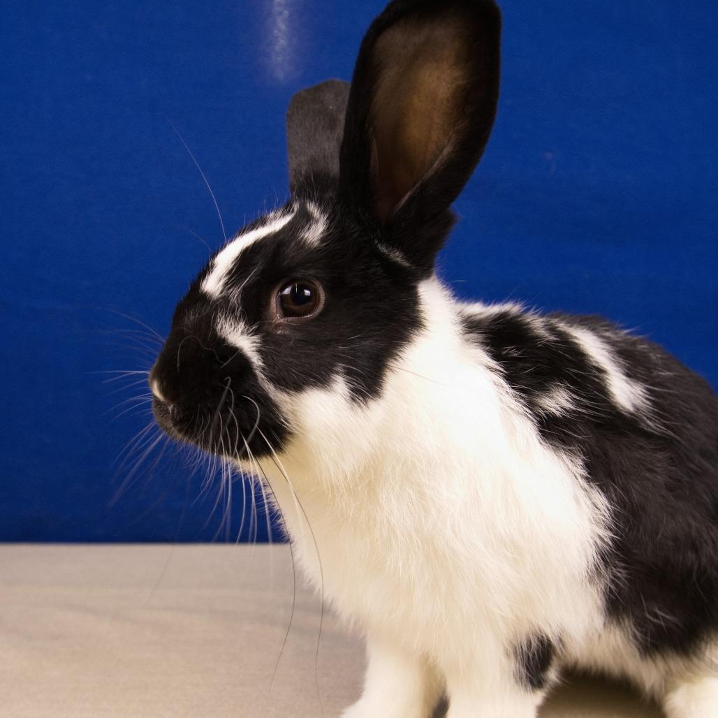 Avalanche, Adoptable, Young Male English Spot.