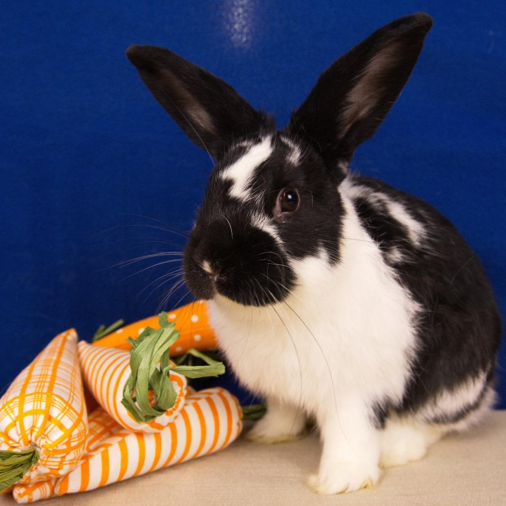 Enlarge Avalanche, a Adoptable English Spot in Newport, PA image 2/4