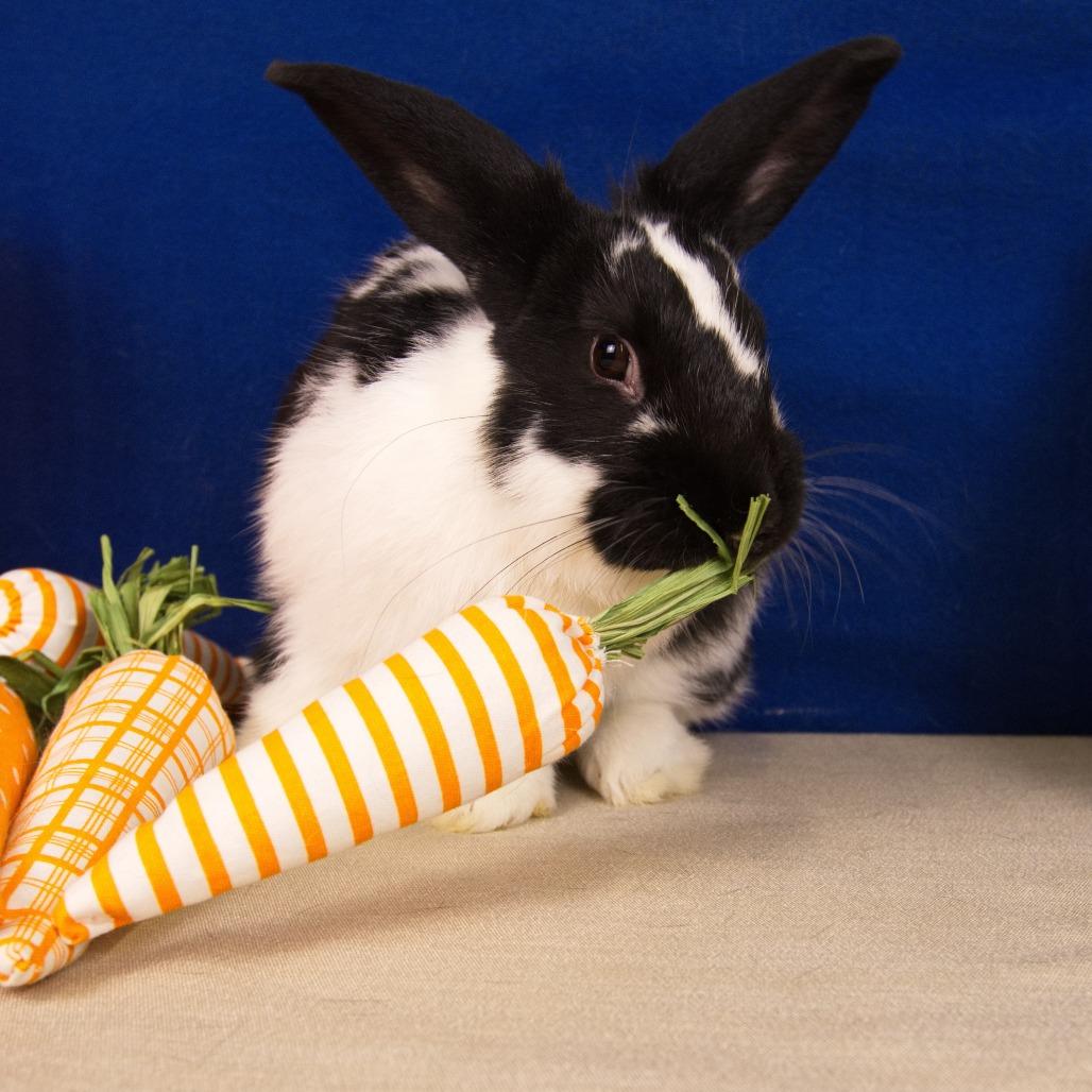 Enlarge Avalanche, a Adoptable English Spot in Newport, PA image 4/4