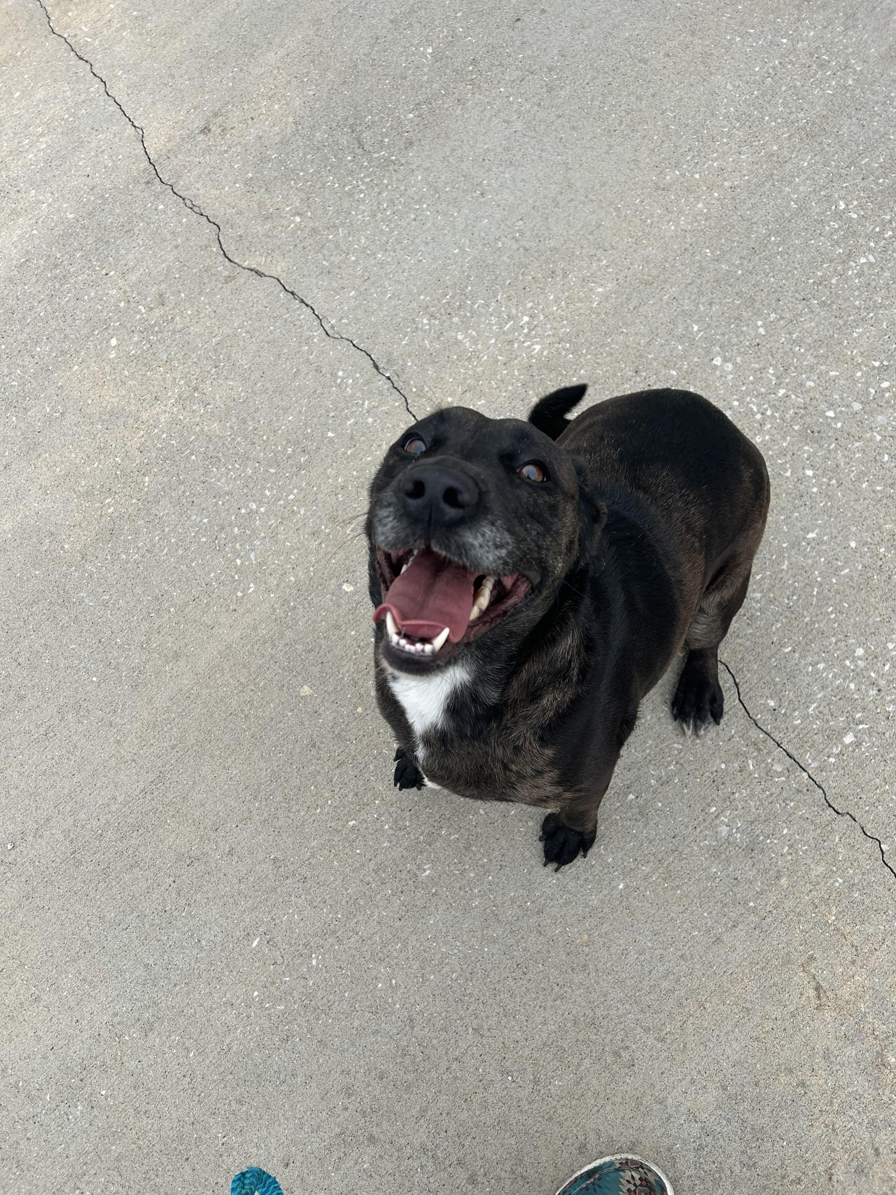 Shiloh, Adoptable, Adult Female Anatolian Shepherd.