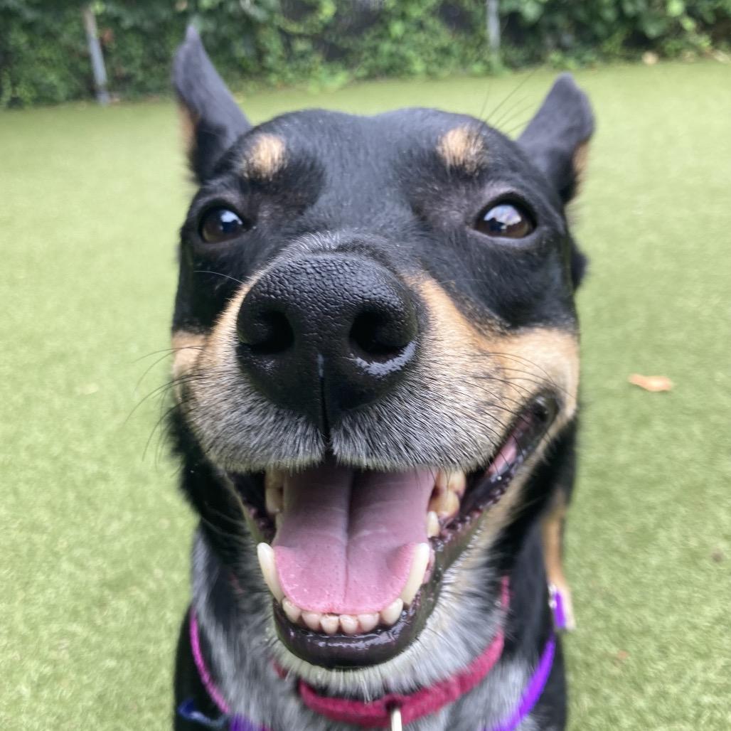 Enlarge Jax, a Adoptable mixed breed in Providence, RI image 1/6