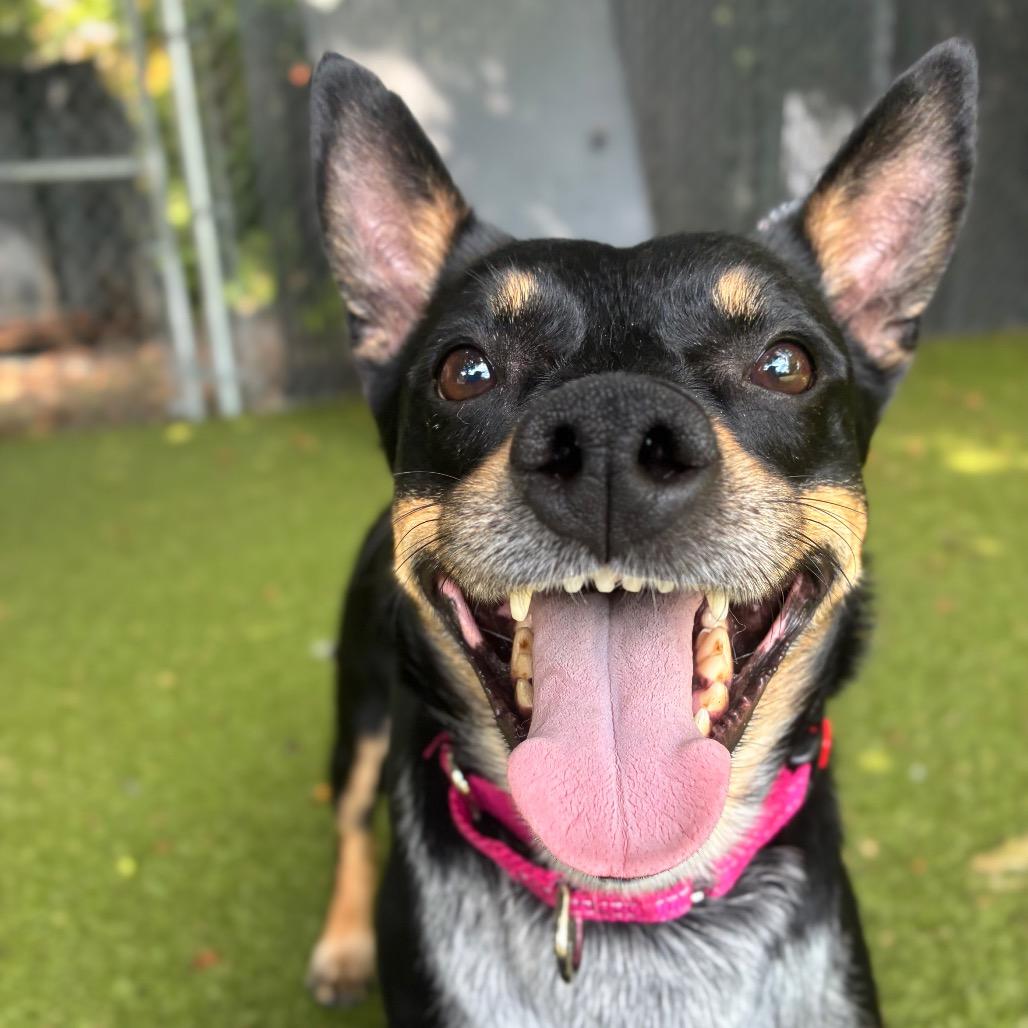 Enlarge Jax, a Adoptable mixed breed in Providence, RI image 2/6