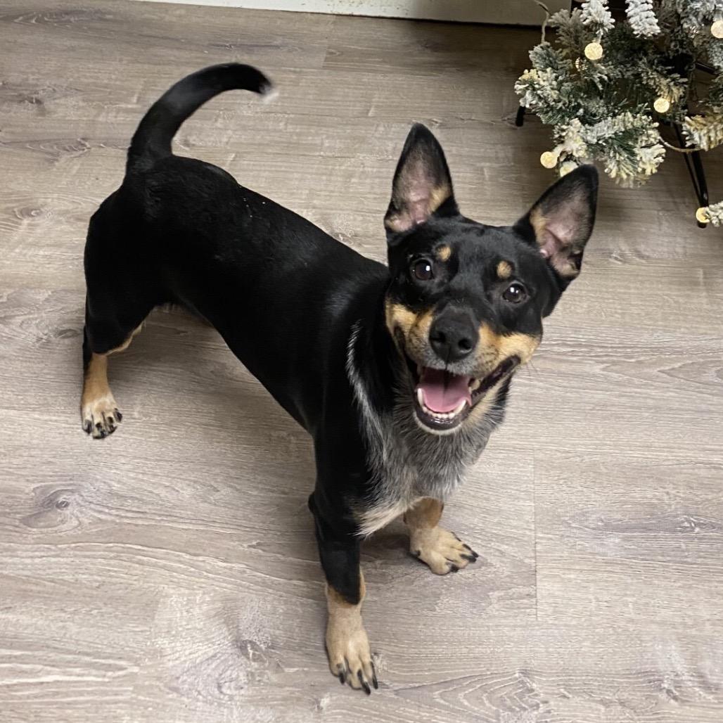 Enlarge Jax, a Adoptable mixed breed in Providence, RI image 4/6