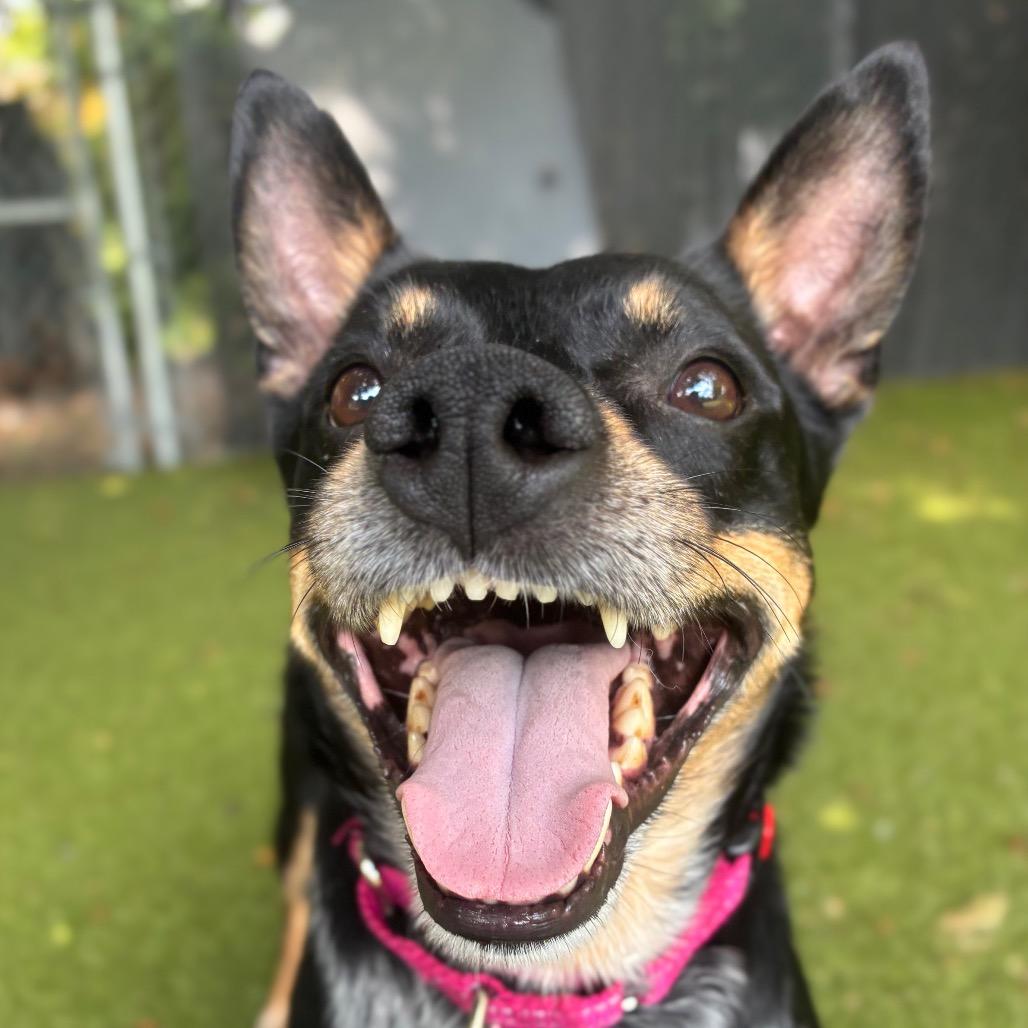 Enlarge Jax, a Adoptable mixed breed in Providence, RI image 5/6