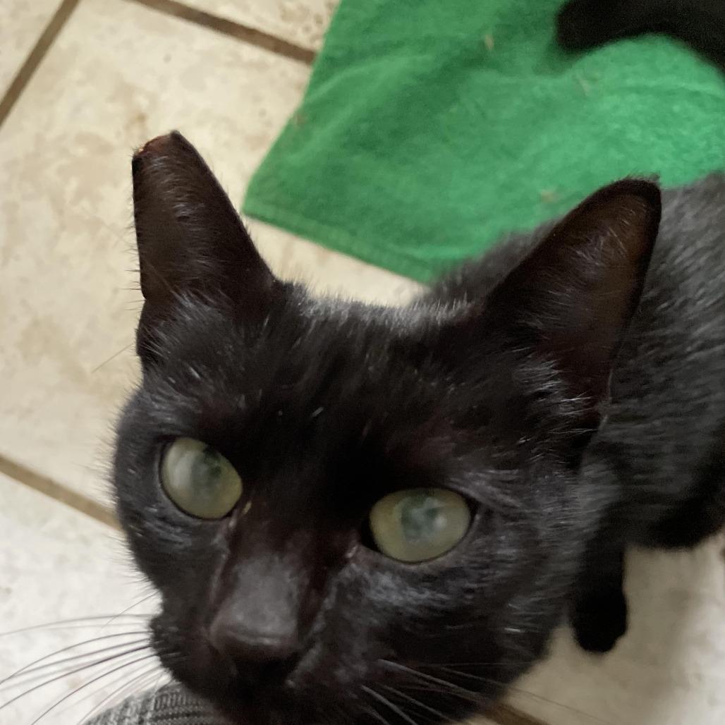 Flow, Adoptable, Young Female Domestic Short Hair.