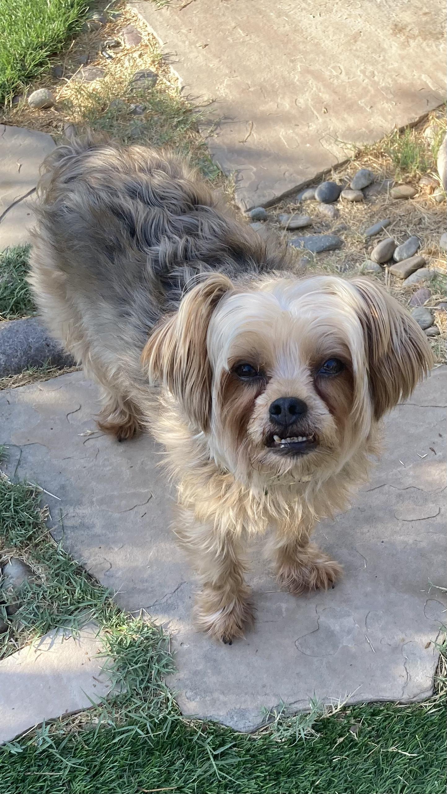 Enlarge Jonnie, a Adoptable Yorkshire Terrier in Carlsbad, CA image 2/2