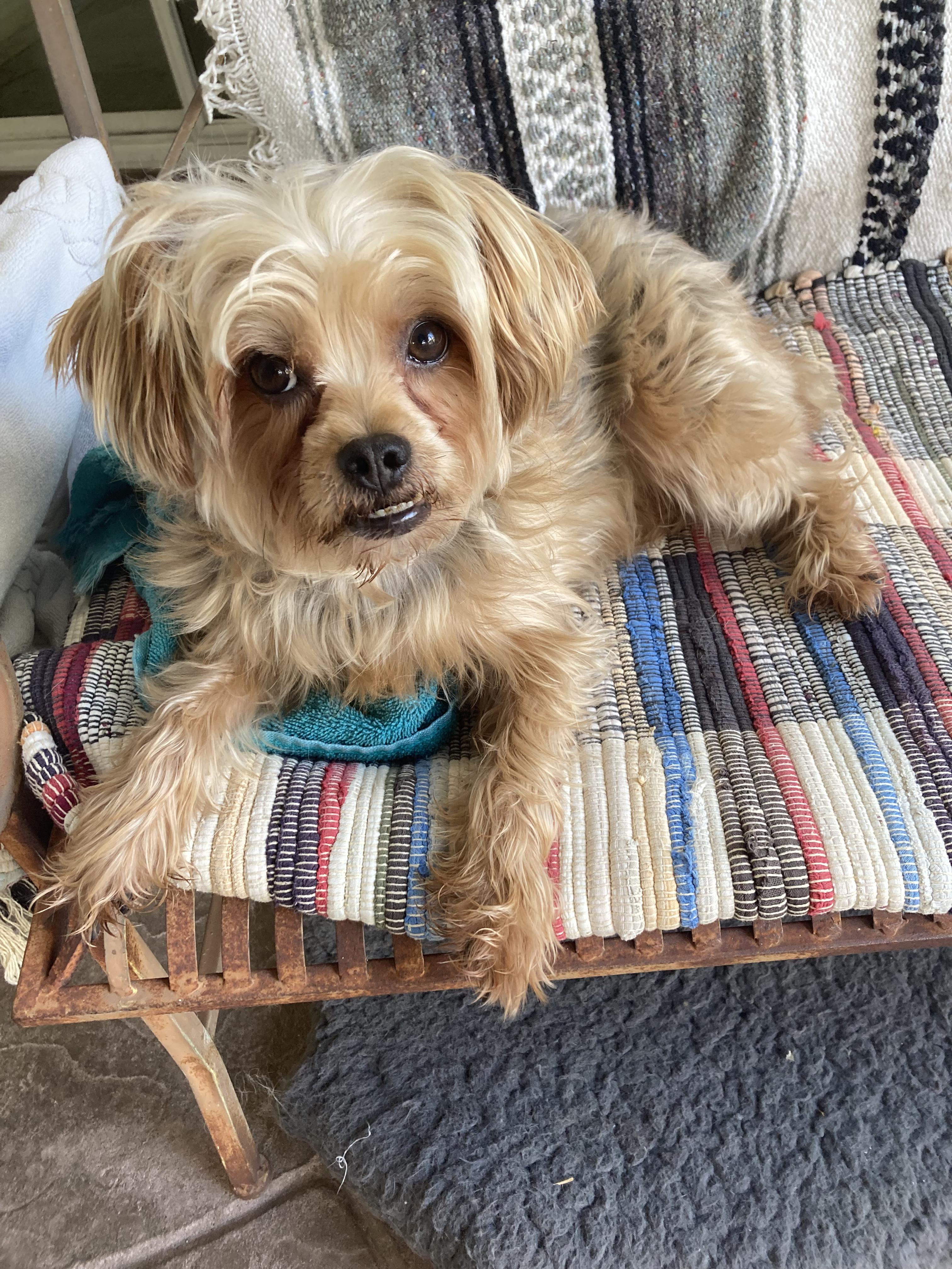Jonnie, Adoptable, Adult Male Yorkshire Terrier.