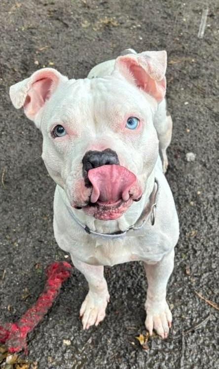 Calliope (AKA Callie)