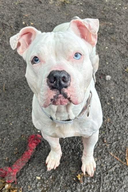 Calliope (AKA Callie)