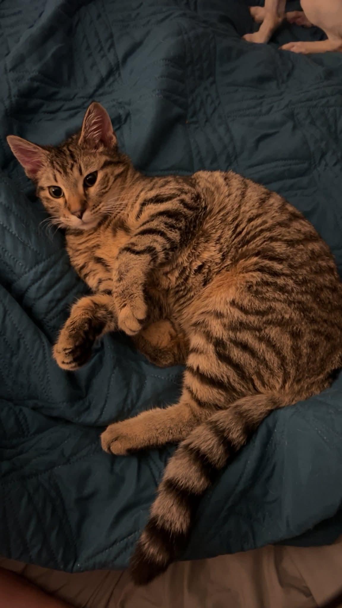 Niko, Adopted, Young Male Tabby.